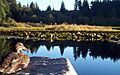 Duck lake
