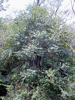 Archivo:Elaeocarpus holopetalus - Leura tree