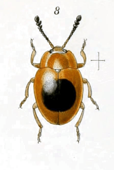 Epopterus ephippiger