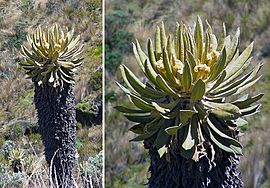 Espeletia hartwegiana, a Frailejon "tree". (9439107370).jpg