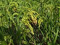 Espigues sorgo CP2