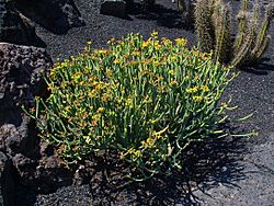 Euphorbia aphylla 001.JPG