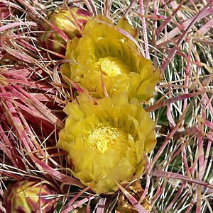 Archivo:Ferocactus cylindraceus 16
