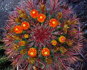 Archivo:Ferocactus gracilis 01