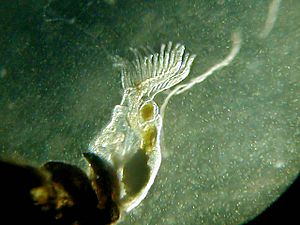 Archivo:Freshwater Bryozoan234