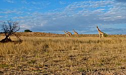 Giraffes (Giraffa camelopardalis) (6516556673).jpg