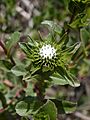 Hairy gumweed (Grindelia hirsutula) (5779733442)