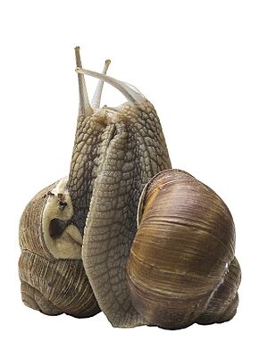 Archivo:Helix pomatia 1 MHNT