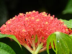 Jatropha multifida 1.JPG