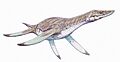 Leptocleidus1DB