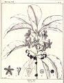 Lophostemon confertus00