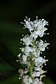 Maianthemum dilatatum 0764