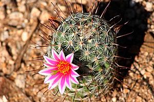 Archivo:Mammillaria grahamii - Arizona Desert Cactus Flower (210234767)