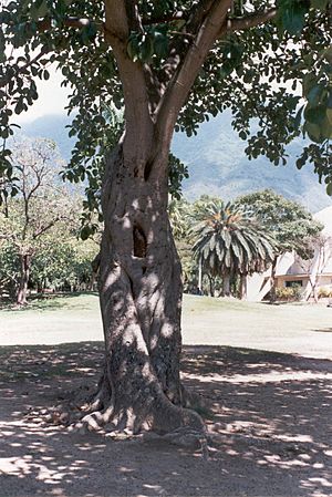 Archivo:Matapalo o higuerote (Ficus elástica)
