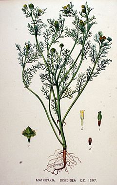 Archivo:Matricaria discoidea — Flora Batava — Volume v20