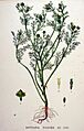Matricaria discoidea — Flora Batava — Volume v20