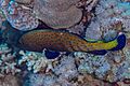Mero azul moteado (Cephalopholis argus), mar Rojo, Egipto, 2023-04-17, DD 14