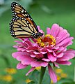 Monarch Butterfly Pink Zinnia 1800px