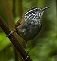 Munchique Wood-Wren - Colombia S4E3862 (17166668302) (cropped)