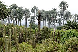 Archivo:Palmar de Ocoa 03