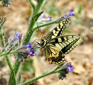 Archivo:Papilio machaon σε anchusa azurea