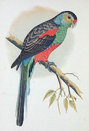 Archivo:Paradise Parrot