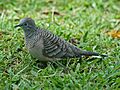 Peaceful Dove Cairns RWD