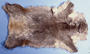 Archivo:Phascolarctos cinereus peau de koala