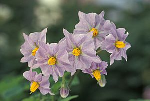Archivo:Potato flowers