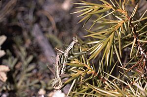 Archivo:Pseudoyersinia paui mating