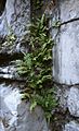 Pteris vittata