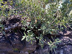 Quercus Gravesii.jpg