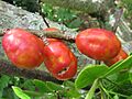 Red mombin