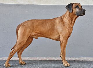 Rhodesian Ridgeback (6 years).jpg
