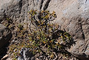 Archivo:Ribes cucullatum