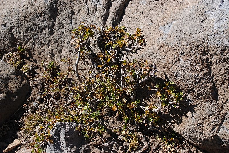 Ribes cucullatum