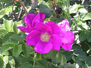Archivo:Rosa rugosa Yarmouthport flower-1