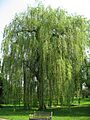 Salix alba 'Tristis' 02 by Line1