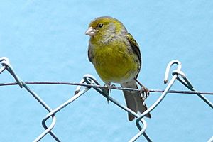 Archivo:Serinus canaria 3