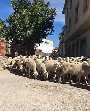 Archivo:Sheep in Manzanera 092020