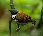 Archivo:Spotted Antbird - Darién - Panama (48444521417)
