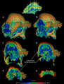Stegoceras skull density
