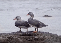 Archivo:Tachyeres pteneres in the Beagle Channel (2)