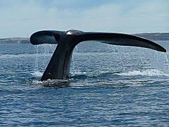 Tail of a whale near Valdes Peninsula