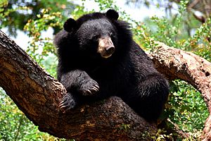 Archivo:The Himalayan black bear (Ursus thibetanus) is a rare subspecies of the Asiatic black bear. 15