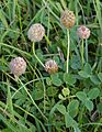 TrifoliumFragiferum1