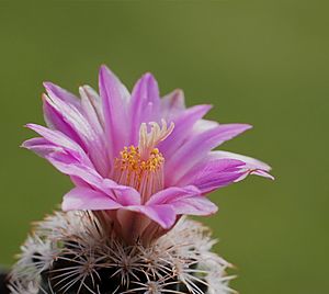 Archivo:Turbinicarpus beguinii (6109741328)