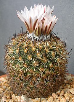 Turbinicarpus ysabelae.jpg