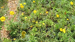 Archivo:Xeriscaping