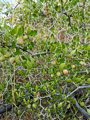 Archivo:Ziziphus lotus 20200928 191923